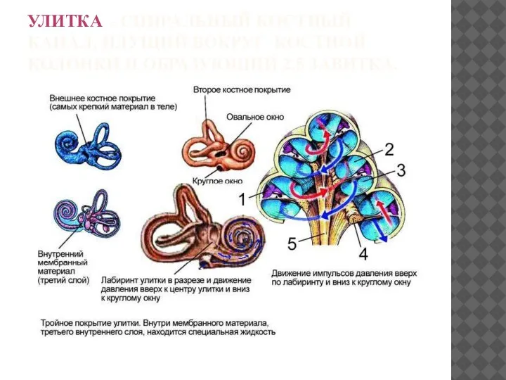 УЛИТКА – СПИРАЛЬНЫЙ КОСТНЫЙ КАНАЛ, ИДУЩИЙ ВОКРУГ КОСТНОЙ КОЛОНКИ И ОБРАЗУЮЩИЙ 2,5 ЗАВИТКА.