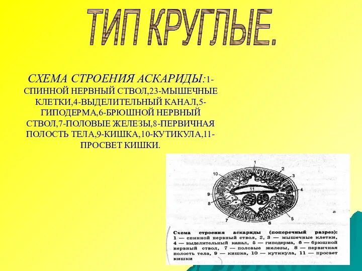 ТИП КРУГЛЫЕ. СХЕМА СТРОЕНИЯ АСКАРИДЫ:1-СПИННОЙ НЕРВНЫЙ СТВОЛ,23-МЫШЕЧНЫЕ КЛЕТКИ,4-ВЫДЕЛИТЕЛЬНЫЙ КАНАЛ,5-ГИПОДЕРМА,6-БРЮШНОЙ НЕРВНЫЙ СТВОЛ,7-ПОЛОВЫЕ ЖЕЛЕЗЫ,8-ПЕРВИЧНАЯ ПОЛОСТЬ ТЕЛА,9-КИШКА,10-КУТИКУЛА,11-ПРОСВЕТ КИШКИ.