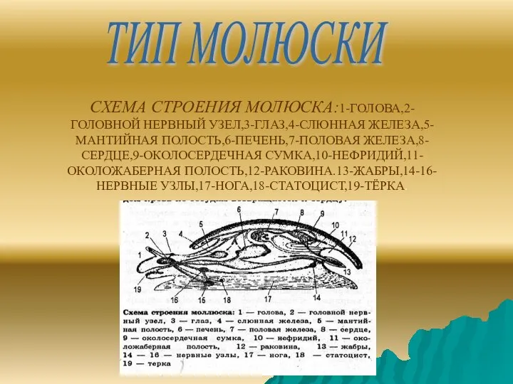 ТИП МОЛЮСКИ СХЕМА СТРОЕНИЯ МОЛЮСКА:1-ГОЛОВА,2-ГОЛОВНОЙ НЕРВНЫЙ УЗЕЛ,3-ГЛАЗ,4-СЛЮННАЯ ЖЕЛЕЗА,5-МАНТИЙНАЯ ПОЛОСТЬ,6-ПЕЧЕНЬ,7-ПОЛОВАЯ ЖЕЛЕЗА,8-СЕРДЦЕ,9-ОКОЛОСЕРДЕЧНАЯ СУМКА,10-НЕФРИДИЙ,11-ОКОЛОЖАБЕРНАЯ ПОЛОСТЬ,12-РАКОВИНА.13-ЖАБРЫ,14-16-НЕРВНЫЕ УЗЛЫ,17-НОГА,18-СТАТОЦИСТ,19-ТЁРКА.