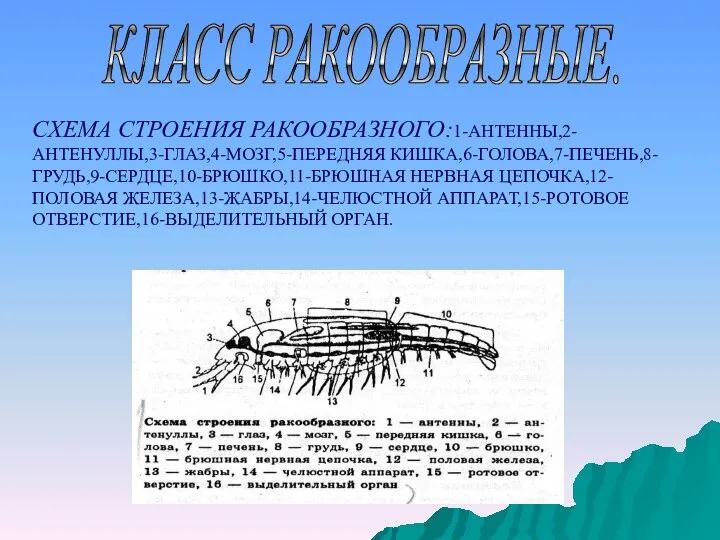 КЛАСС РАКООБРАЗНЫЕ. СХЕМА СТРОЕНИЯ РАКООБРАЗНОГО:1-АНТЕННЫ,2-АНТЕНУЛЛЫ,3-ГЛАЗ,4-МОЗГ,5-ПЕРЕДНЯЯ КИШКА,6-ГОЛОВА,7-ПЕЧЕНЬ,8-ГРУДЬ,9-СЕРДЦЕ,10-БРЮШКО,11-БРЮШНАЯ НЕРВНАЯ ЦЕПОЧКА,12-ПОЛОВАЯ ЖЕЛЕЗА,13-ЖАБРЫ,14-ЧЕЛЮСТНОЙ АППАРАТ,15-РОТОВОЕ ОТВЕРСТИЕ,16-ВЫДЕЛИТЕЛЬНЫЙ ОРГАН.