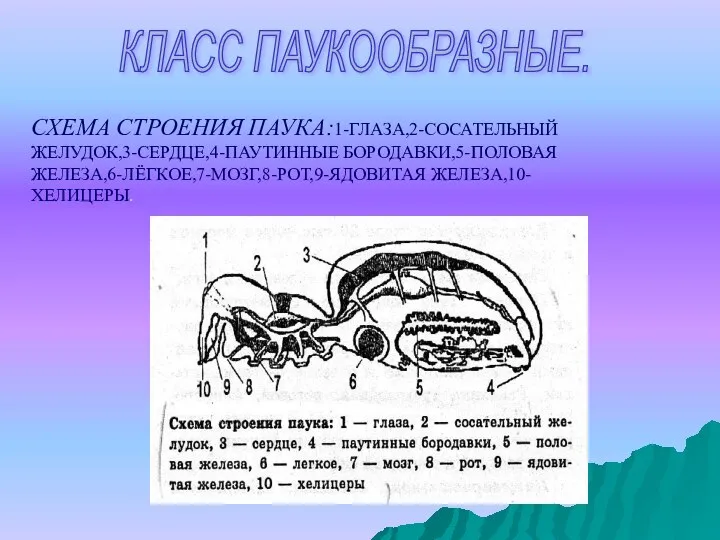 КЛАСС ПАУКООБРАЗНЫЕ. СХЕМА СТРОЕНИЯ ПАУКА:1-ГЛАЗА,2-СОСАТЕЛЬНЫЙ ЖЕЛУДОК,3-СЕРДЦЕ,4-ПАУТИННЫЕ БОРОДАВКИ,5-ПОЛОВАЯ ЖЕЛЕЗА,6-ЛЁГКОЕ,7-МОЗГ,8-РОТ,9-ЯДОВИТАЯ ЖЕЛЕЗА,10-ХЕЛИЦЕРЫ.