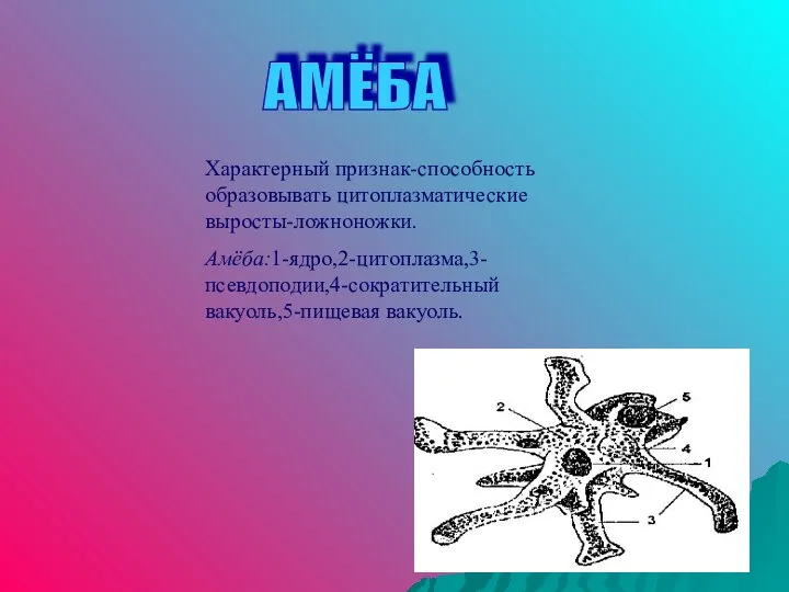 АМЁБА Характерный признак-способность образовывать цитоплазматические выросты-ложноножки. Амёба:1-ядро,2-цитоплазма,3-псевдоподии,4-сократительный вакуоль,5-пищевая вакуоль.
