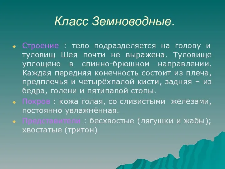 Класс Земноводные. Строение : тело подразделяется на голову и туловищ Шея почти