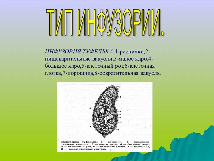 ТИП ИНФУЗОРИИ. ИНФУЗОРИЯ ТУФЕЛЬКА:1-реснички,2-пищеварительные вакуоли,3-малое ядро,4-большое ядро,5-клеточный рот,6-клеточная глотка,7-порошица,8-сократительная вакуоль.