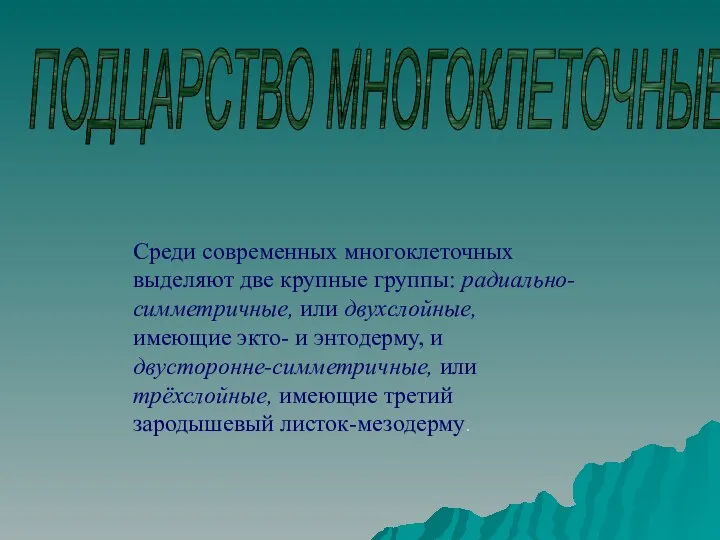 ПОДЦАРСТВО МНОГОКЛЕТОЧНЫЕ. Среди современных многоклеточных выделяют две крупные группы: радиально-симметричные, или двухслойные,