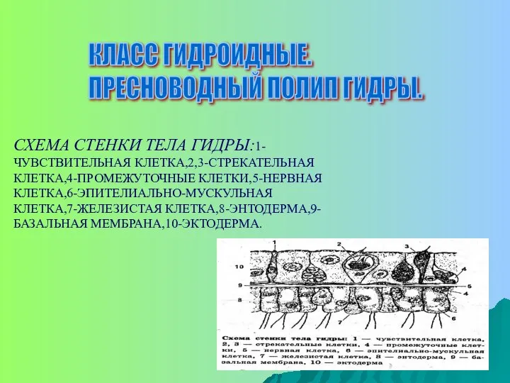 КЛАСС ГИДРОИДНЫЕ. ПРЕСНОВОДНЫЙ ПОЛИП ГИДРЫ. СХЕМА СТЕНКИ ТЕЛА ГИДРЫ:1-ЧУВСТВИТЕЛЬНАЯ КЛЕТКА,2,3-СТРЕКАТЕЛЬНАЯ КЛЕТКА,4-ПРОМЕЖУТОЧНЫЕ КЛЕТКИ,5-НЕРВНАЯ КЛЕТКА,6-ЭПИТЕЛИАЛЬНО-МУСКУЛЬНАЯ КЛЕТКА,7-ЖЕЛЕЗИСТАЯ КЛЕТКА,8-ЭНТОДЕРМА,9-БАЗАЛЬНАЯ МЕМБРАНА,10-ЭКТОДЕРМА.