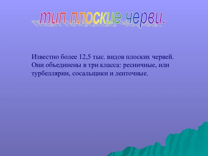 тип плоские черви. Известно более 12,5 тыс. видов плоских червей. Они объединены