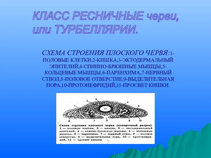 КЛАСС РЕСНИЧНЫЕ черви, или ТУРБЕЛЛЯРИИ. СХЕМА СТРОЕНИЯ ПЛОСКОГО ЧЕРВЯ:1-ПОЛОВЫЕ КЛЕТКИ,2-КИШКА,3-ЭКТОДЕРМАЛЬНЫЙ ЭПИТЕЛИЙ,4-СПИННО-БРЮШНЫЕ МЫШЦЫ,5-КОЛЬЦЕВЫЕ