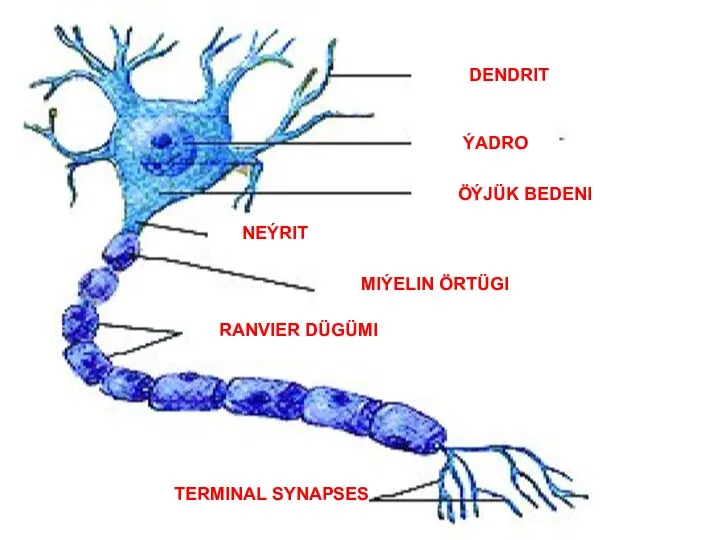 DENDRIT ÝADRO ÖÝJÜK BEDENI NEÝRIT MIÝELIN ÖRTÜGI RANVIER DÜGÜMI TERMINAL SYNAPSES