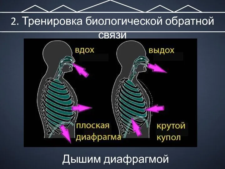 2. Тренировка биологической обратной связи Дышим диафрагмой