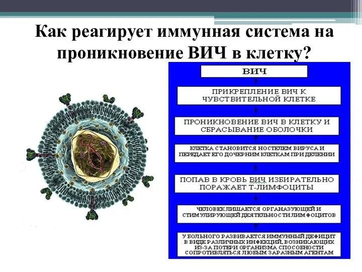 Как реагирует иммунная система на проникновение ВИЧ в клетку?