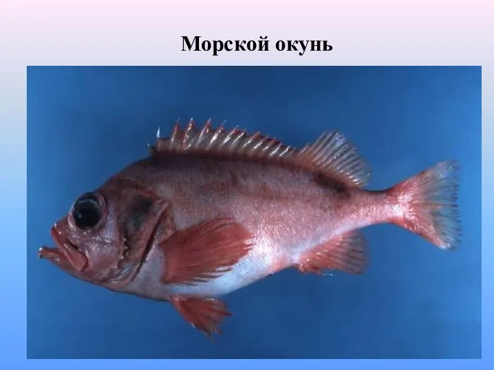 Морской окунь