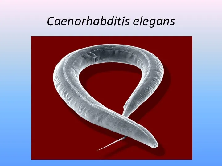 Caenorhabditis elegans