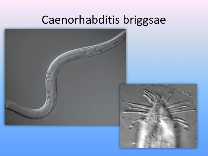 Caenorhabditis briggsae