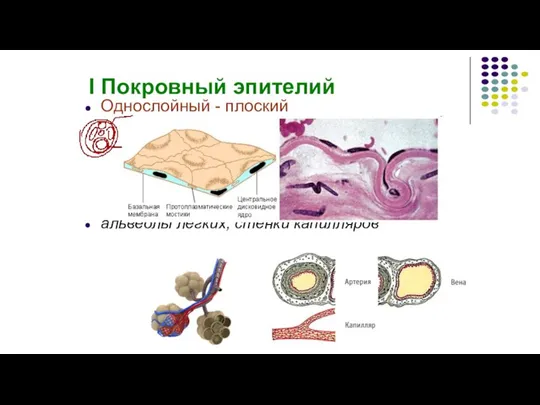 I Покровный эпителий Однослойный - плоский альвеолы лёгких, стенки капилляров