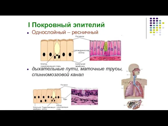 Однослойный – ресничный дыхательные пути, маточные трубы, спинномозговой канал I Покровный эпителий