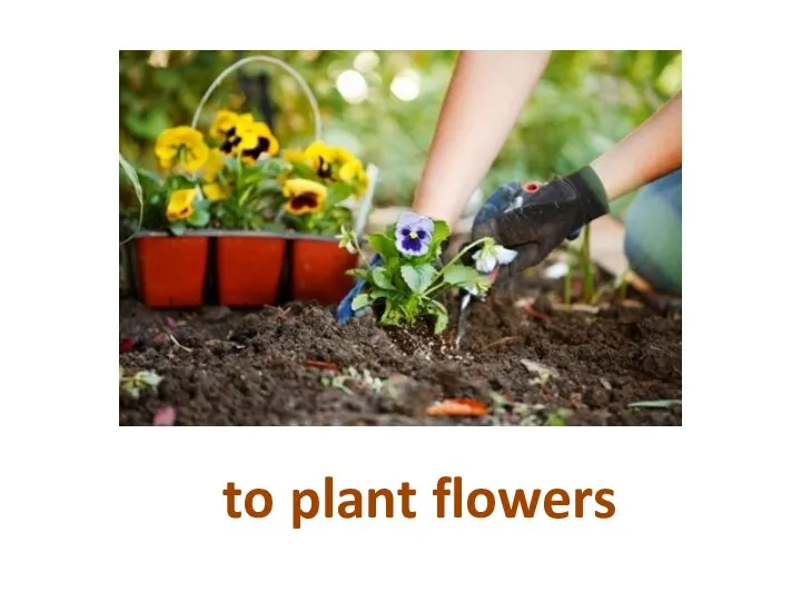 to plant flowers