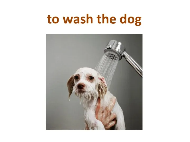 to wash the dog