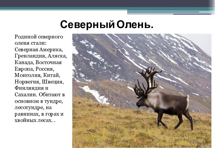 Северный Олень. Родиной северного оленя стали: Северная Америка, Гренландия, Аляска, Канада, Восточная