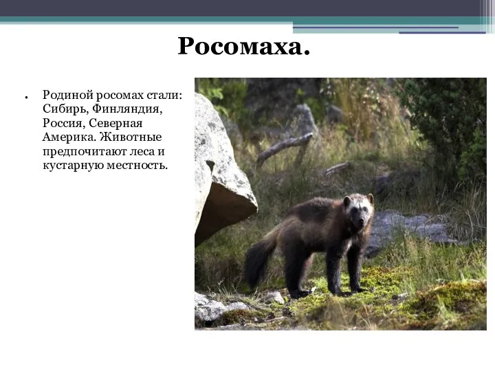 Росомаха. Родиной росомах стали: Сибирь, Финляндия, Россия, Северная Америка. Животные предпочитают леса и кустарную местность.