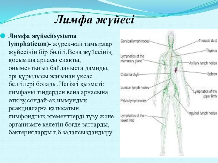 Лимфа жүйесі Лимфа жүйесі(systema lymphaticum)- жүрек-қан тамырлар жүйесінің бір бөлігі.Вена жүйесінің қосымша