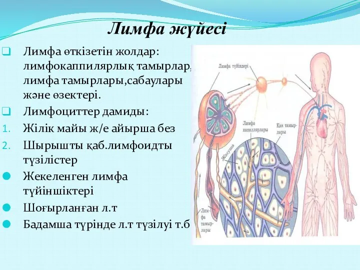 Лимфа жүйесі Лимфа өткізетін жолдар:лимфокаппилярлық тамырлар,лимфа тамырлары,сабаулары және өзектері. Лимфоциттер дамиды: Жілік