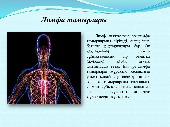 Лимфа тамырлары Лимфа қылтамырлары лимфа тамырларына бірігеді, оның ішкі бетінде қақпақшалары бар.