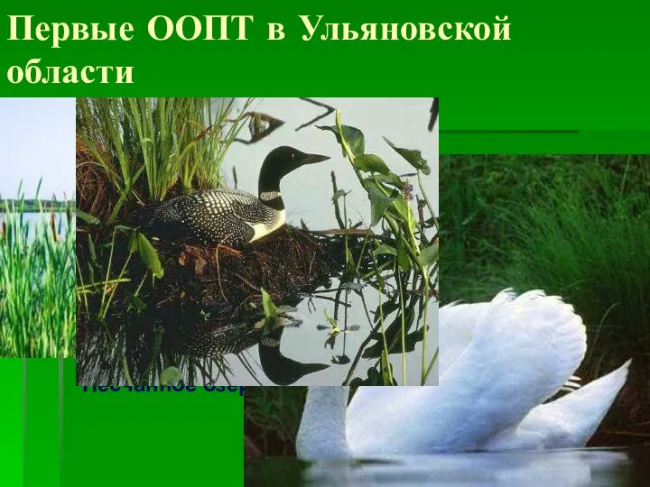 Первые ООПТ в Ульяновской области Песчанное озеро Болото Кочкарь
