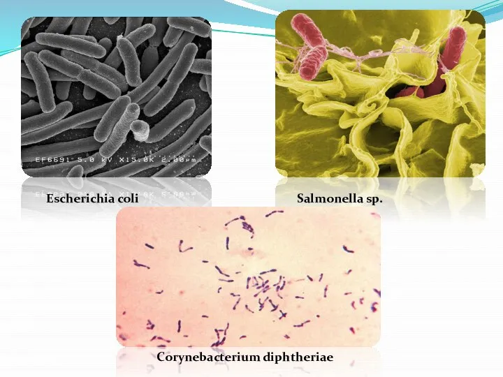 Escherichia coli Salmonella sp. Corynebacterium diphtheriae