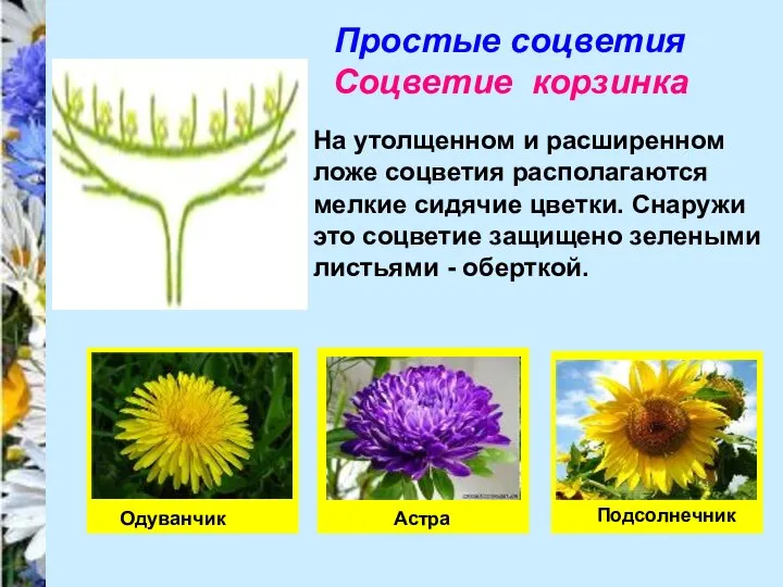 Простые соцветия Соцветие корзинка На утолщенном и расширенном ложе соцветия располагаются мелкие