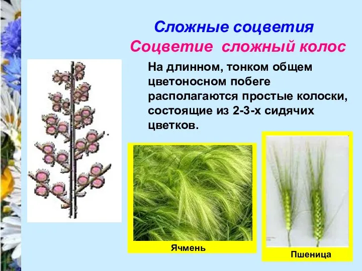 Сложные соцветия Соцветие сложный колос На длинном, тонком общем цветоносном побеге располагаются