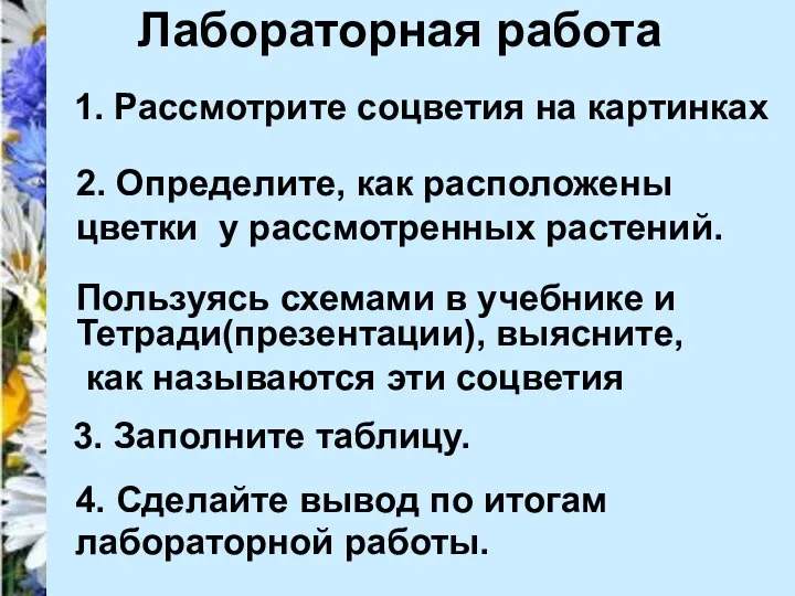 Лабораторная работа 1. Рассмотрите соцветия на картинках 2. Определите, как расположены цветки