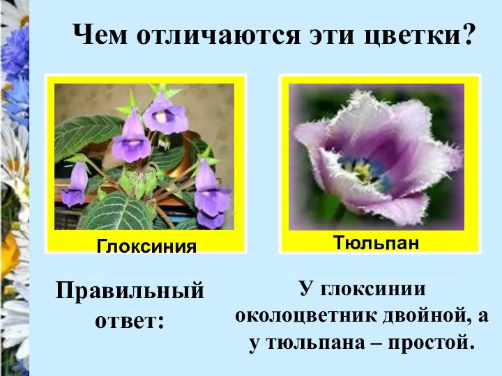 Чем отличаются эти цветки? Глоксиния Тюльпан Правильный ответ: У глоксинии околоцветник двойной,