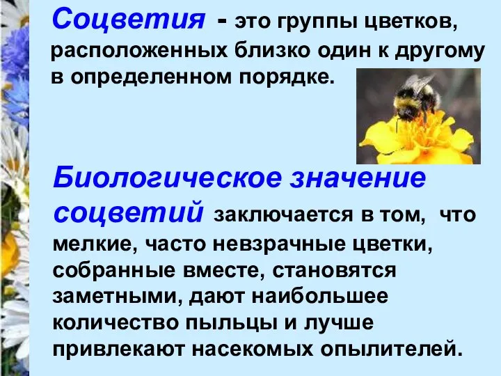 Соцветия - это группы цветков, расположенных близко один к другому в определенном