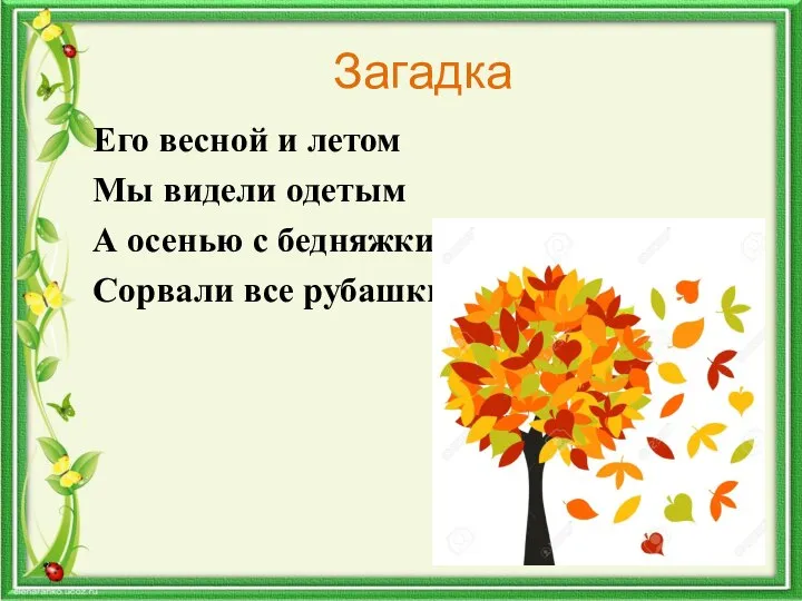 Загадка Его весной и летом Мы видели одетым А осенью с бедняжки Сорвали все рубашки.