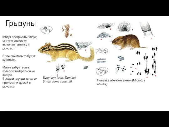 Грызуны Полёвка обыкновенная (Microtus arvalis) Бурундук (род. Tamias) У них есть хвост!!!