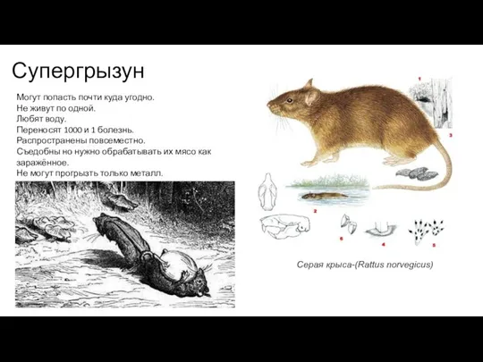 Супергрызун Серая крыса-(Rattus norvegicus) Могут попасть почти куда угодно. Не живут по