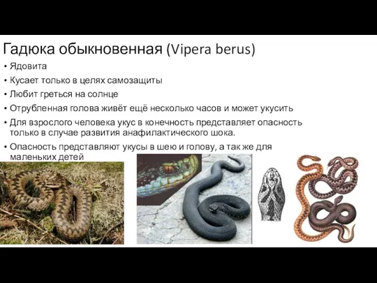 Гадюка обыкновенная (Vipera berus) Ядовита Кусает только в целях самозащиты Любит греться