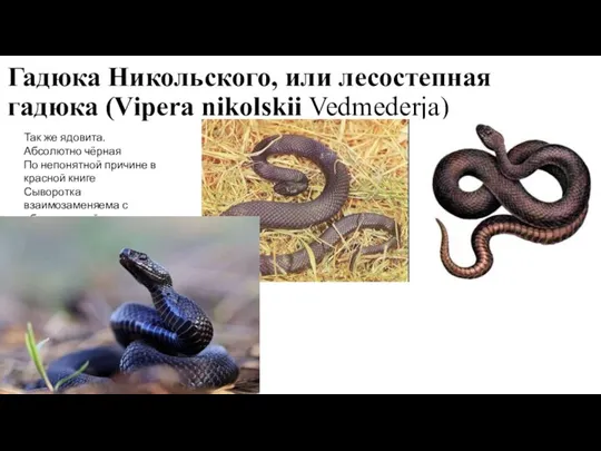 Гадюка Никольского, или лесостепная гадюка (Vipera nikolskii Vedmederja) Так же ядовита. Абсолютно