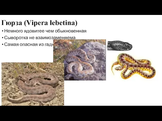 Гюрза (Vipera lebetina) Немного ядовитее чем обыкновенная Сыворотка не взаимозаменяема Самая опасная из гадюк