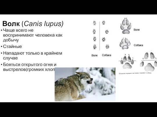 Волк (Canis lupus) Чаще всего не воспринимают человека как добычу Стайные Нападают