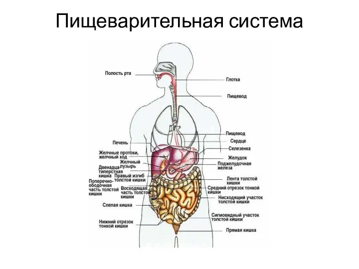 Пищеварительная система