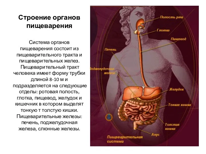 Строение органов пищеварения Система органов пищеварения состоит из пищеварительного тракта и пищеварительных