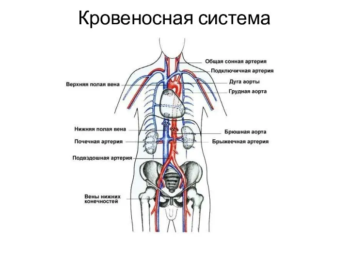 Кровеносная система