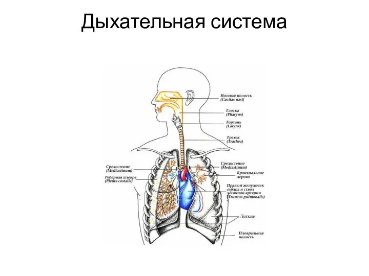 Дыхательная система