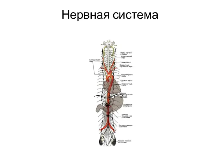 Нервная система