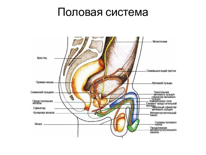 Половая система