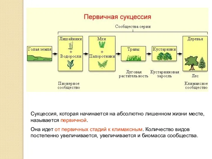 Сукцессия, которая начинается на абсолютно лишенном жизни месте, называется первичной. Она идет