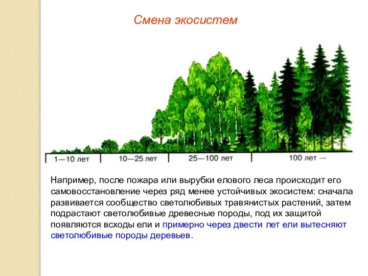 Смена экосистем Например, после пожара или вырубки елового леса происходит его самовосстановление