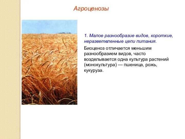 Агроценозы 1. Малое разнообразие видов, короткие, неразветвленные цепи питания. Биоценоз отличается меньшим